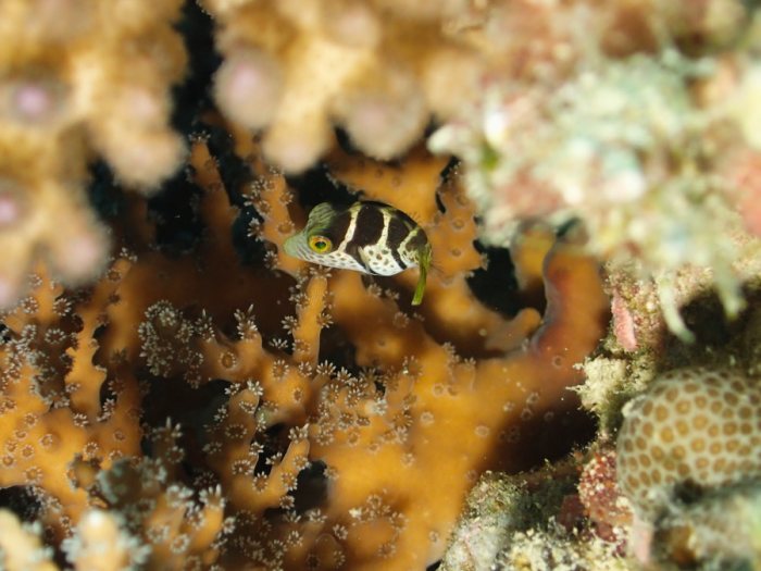 Canthigaster valentini