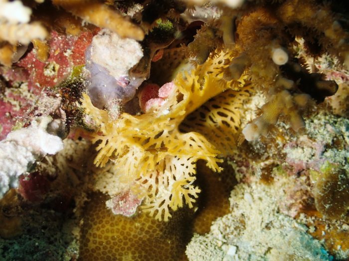 Reteporellina sp.