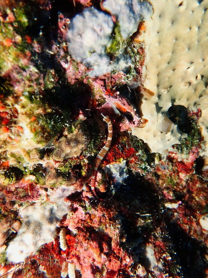 Corythoichthys amplexus