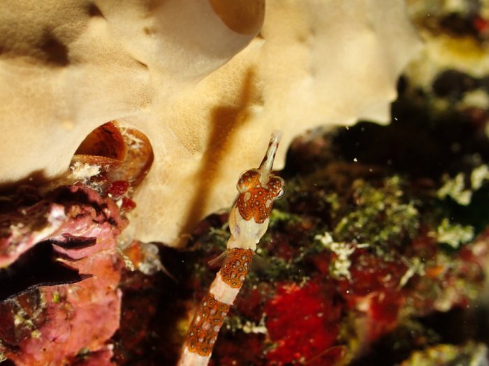 Corythoichthys amplexus