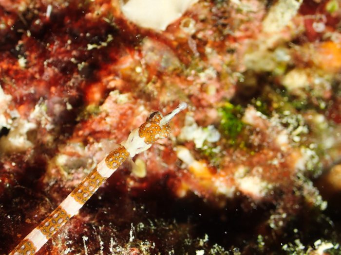 Corythoichthys amplexus