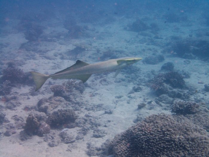 Rémoras
