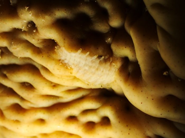 Gastrolepidia clavigera