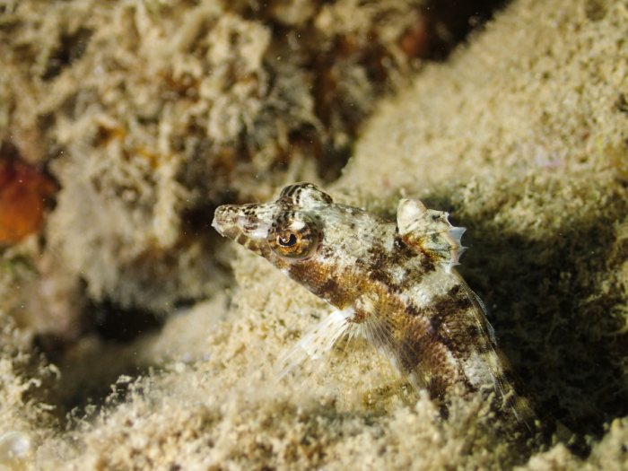 Parapercis australis