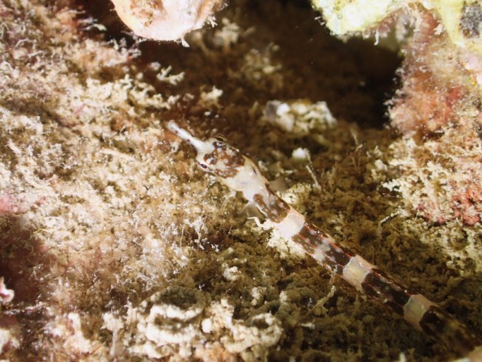 Corythoichthys amplexus