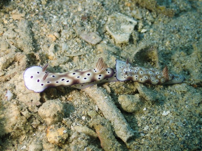 Hypselodoris tryoni