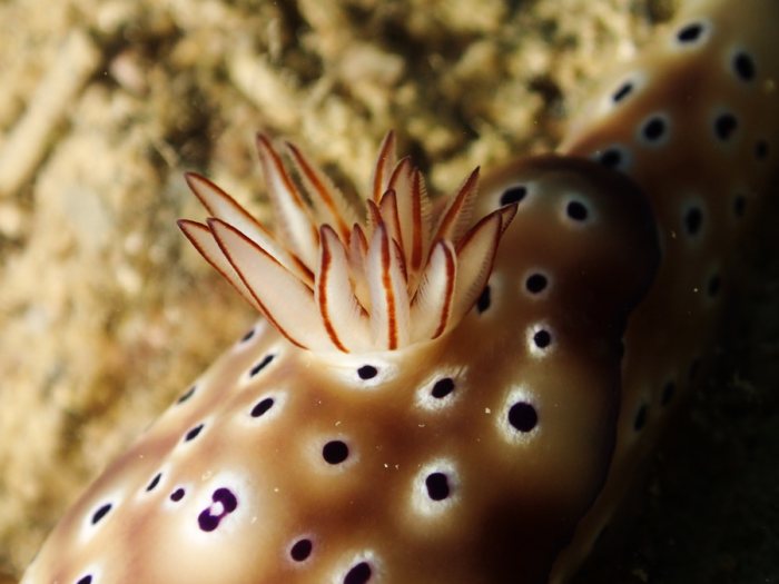 Hypselodoris tryoni