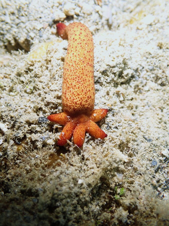 Étoile de mer