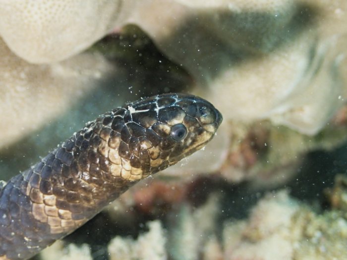 Emydocephalus annulatus