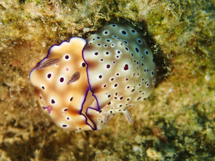 Hypselodoris tryoni