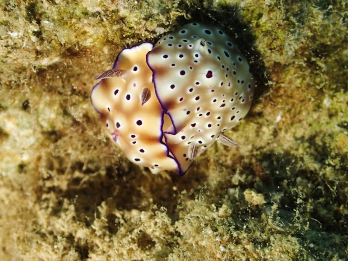Hypselodoris tryoni
