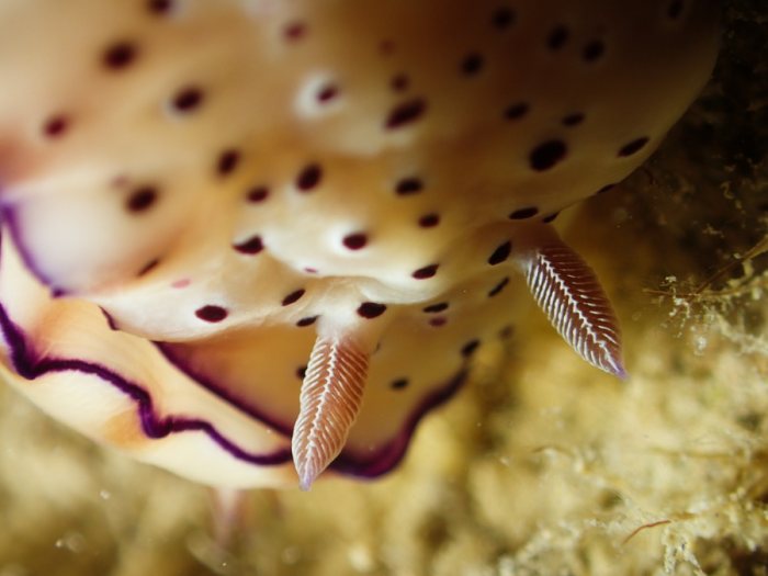 Hypselodoris tryoni