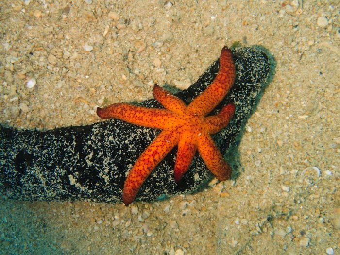 Echinaster luzonicus