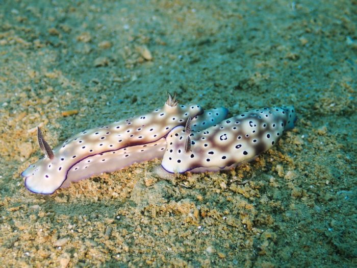 Hypselodoris tryoni