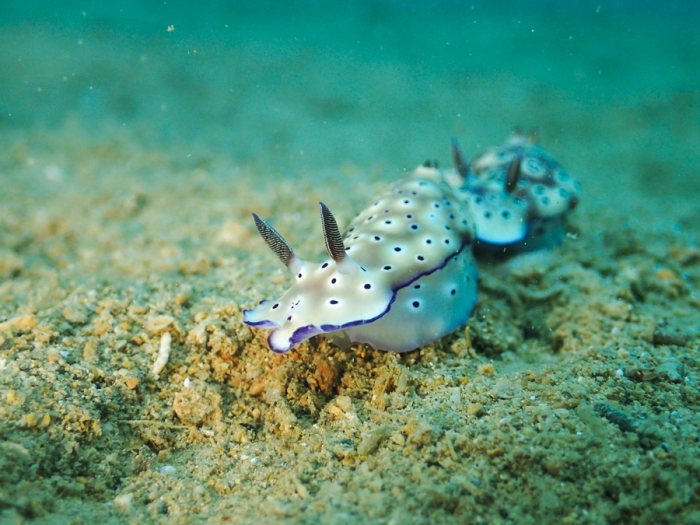 Hypselodoris tryoni