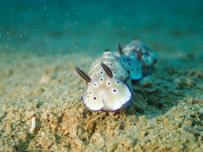 Hypselodoris tryoni