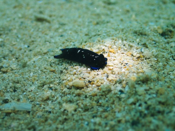 Philinopsis reticulata