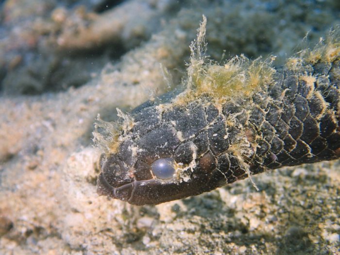 Emydocephalus annulatus
