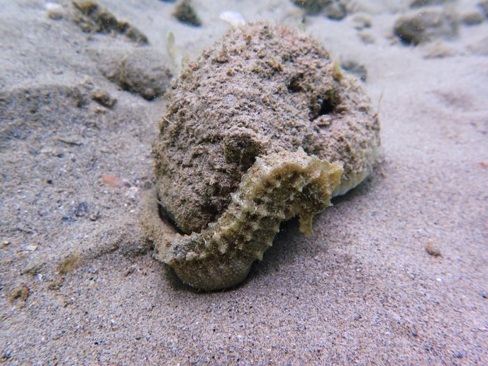 Hippocampus curvicuspis