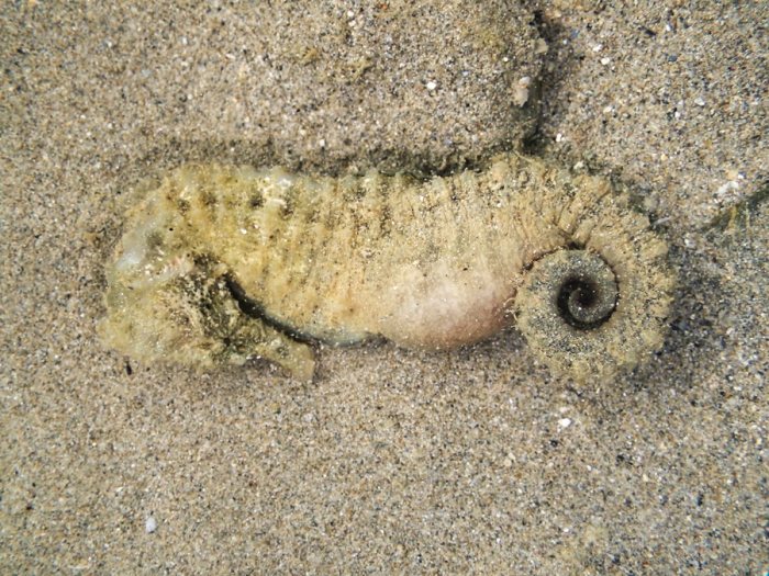 Hippocampus curvicuspis