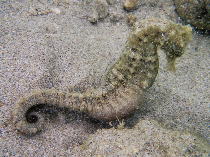 Hippocampus curvicuspis