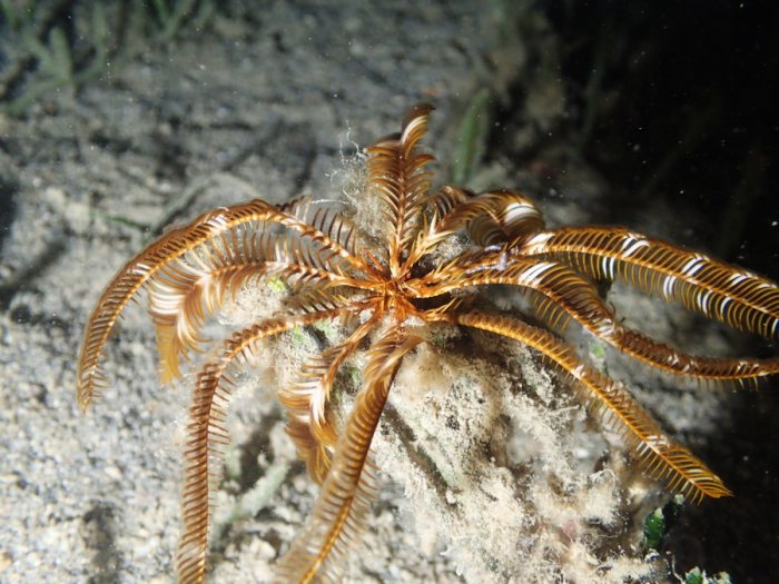 Crinoïde