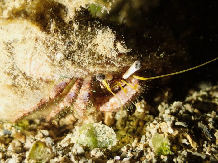 Dardanus lagopodes