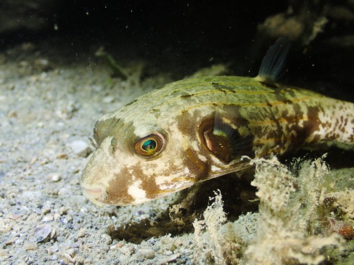 Arothron manilensis