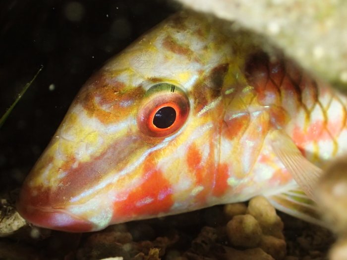 Parupeneus ciliatus