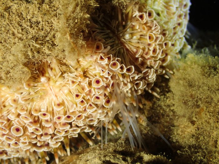 Toxopneustes pileolus