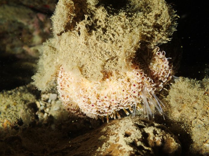 Toxopneustes pileolus