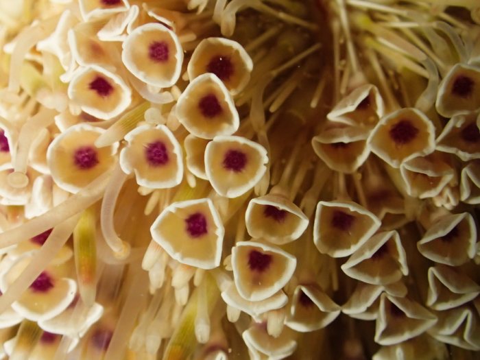 Toxopneustes pileolus