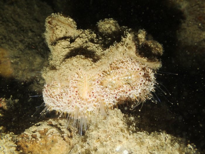 Toxopneustes pileolus