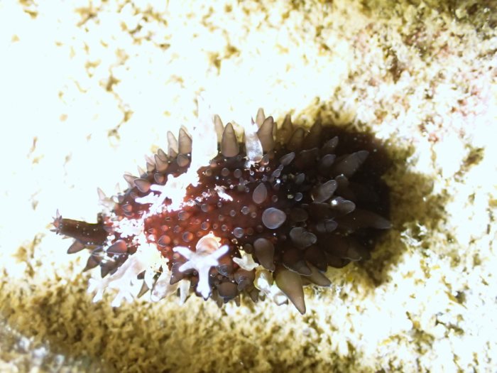 Nudibranche