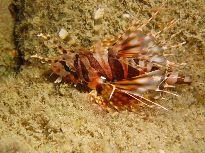 Dendrochirus zebra