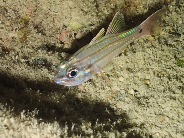 Poisson-cardinal