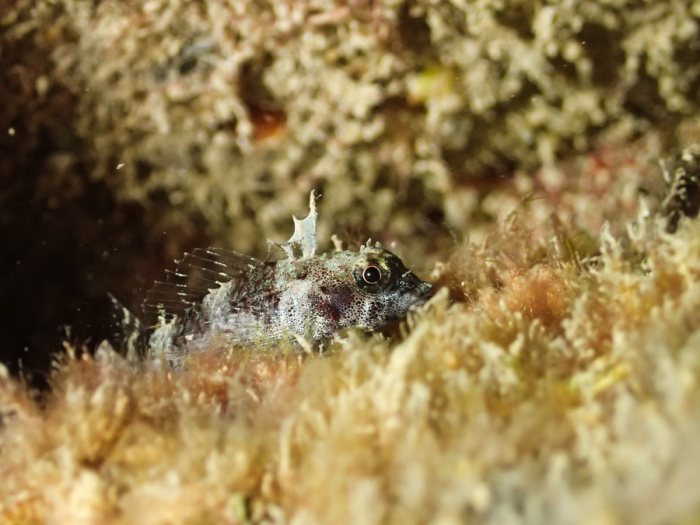 Poisson à trois nageoires