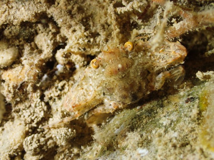 Crabe