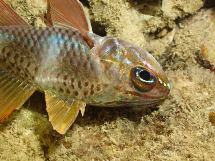 Poisson-cardinal