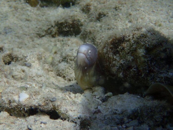 Gymnothorax thyrsoideus
