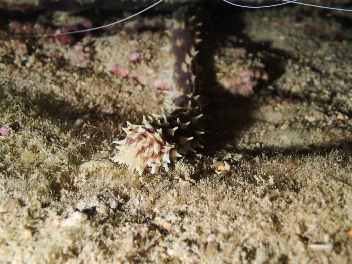 Holothuria (Thymiosycia) hilla