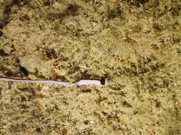 Organismes vermiformes