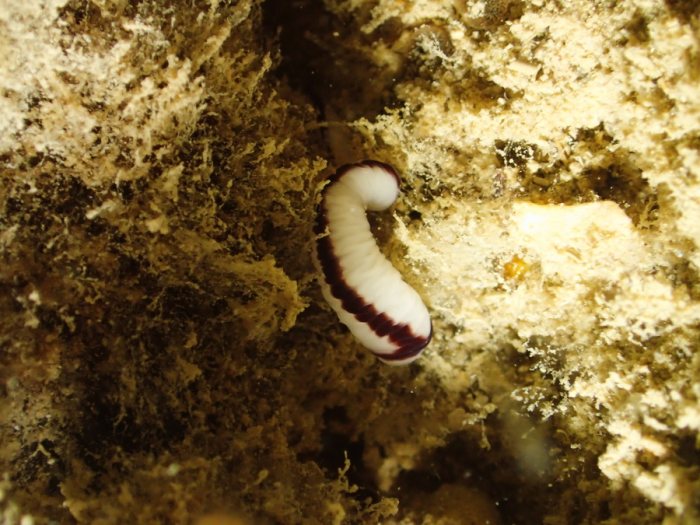 Organismes vermiformes
