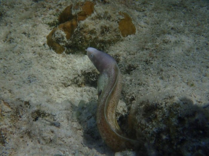 Gymnothorax thyrsoideus