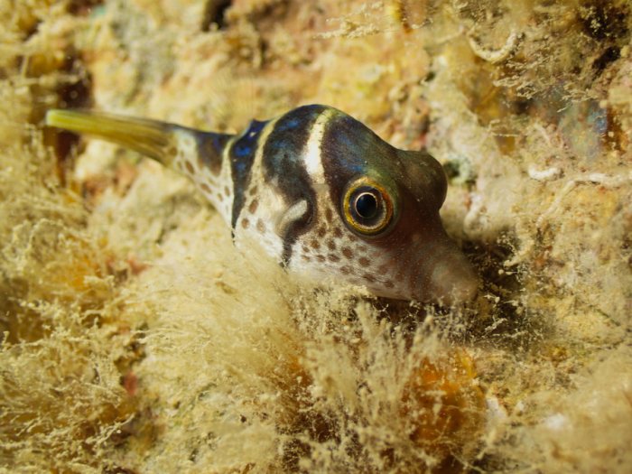 Canthigaster valentini