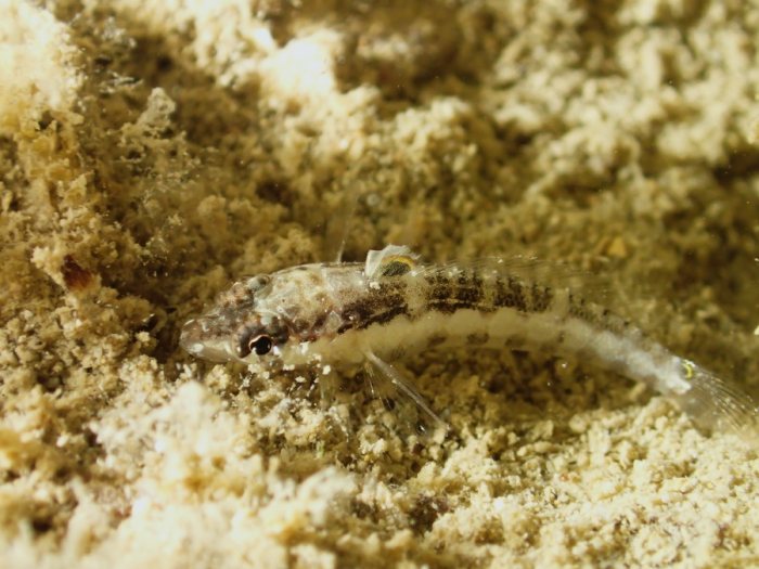 Parapercis australis