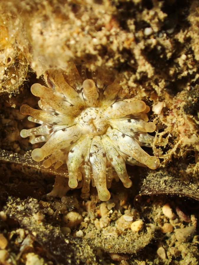 Anémone de mer