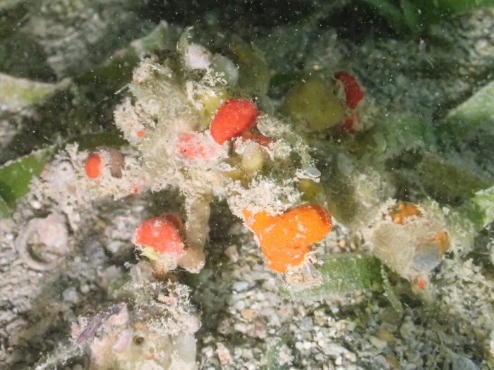 Camposcia retusa