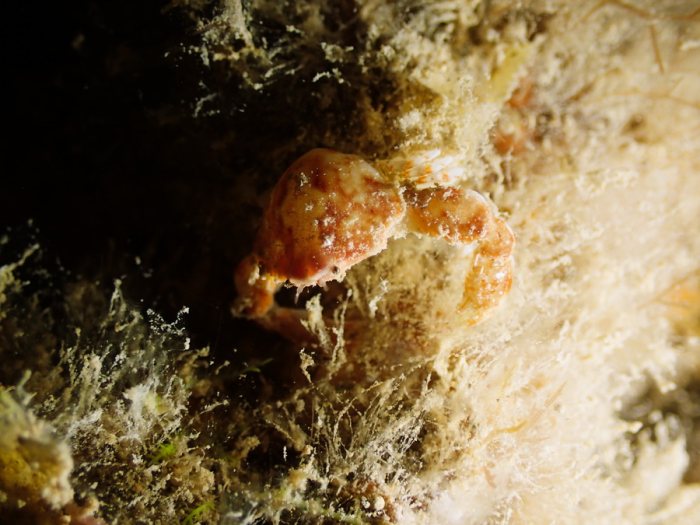 Leucosia neocaledonica