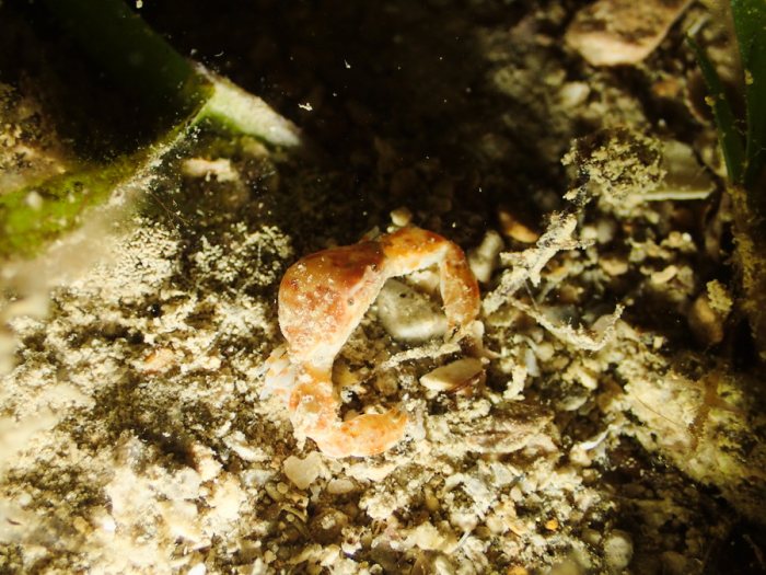 Leucosia neocaledonica